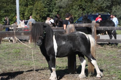 Participantes y asistentes en la feria de ganado y el mercado de productos.