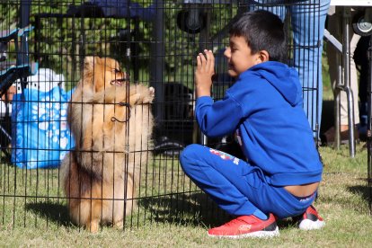 León celebra la XXXI edición de la Exposición Nacional Canina, con monográficos de Alano Español, Cane Corso, Perros Nórdicos y Akita Inu.