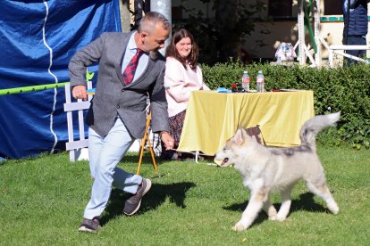 León celebra la XXXI edición de la Exposición Nacional Canina, con monográficos de Alano Español, Cane Corso, Perros Nórdicos y Akita Inu.