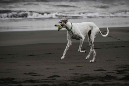 Un perro juega con una pelota, en una fotografía de archivo. EFE/Jeffrey Arguedas