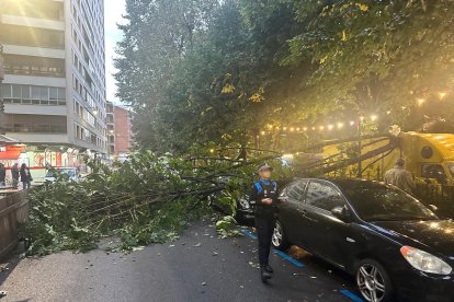 Una rama de grandes dimensiones ha caído sobre una furgoneta de la Food Truck y un Mercedes.