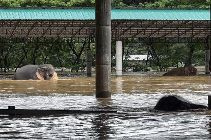 Una fotografía cedida el sábado por la Asociación de Rescate Maejo de varios elefantes afectados por las inundaciones en el Parque Natural de Elefantes en la provincia de Chiang Mai, en el norte de Tailandia. EFE/EPA/MAEJO RESCUE ASSOCIATION HANDOUT HANDOUT EDITORIAL USE ONLY/NO SALES