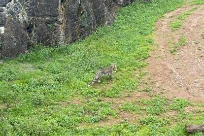 El Parque de la Naturaleza de Cabárceno (Cantabria, incorpora una nueva especie protegida con la llegada de dos leopardos persas. EFE/Gobierno de Cantabria***SOLO USO EDITORIAL/SOLO DISPONIBLE PARA ILUSTRAR LA NOTICIA QUE ACOMPAÑA (CRÉDITO OBLIGATORIO)***