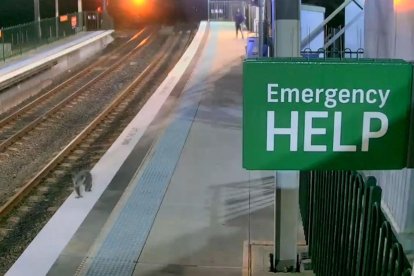 SÍDNEY (AUSTRALIA), 09/10/2024.- Captura de pantalla del vídeo de un intrépido koala que se coló en una estación de tren de Sídney, lo que obligó a los trenes a reducir la velocidad y a la policía a perseguir al marsupial para trasladarlo a un lugar más seguro. En el vídeo publicado por el departamento de Transporte de Nueva Gales del Sur, se ve al animal subir y bajar las escaleras para cambiar de andén e incluso esperar al ascensor durante su inusual visita a la estación de Casula, en el sureste de la ciudad, a primeras horas del pasado viernes.-EFE/ Sistema De Transporte De Nueva Gales Del Sur ***SOLO USO EDITORIAL/SOLO DISPONIBLE PARA ILUSTRAR LA NOTICIA QUE ACOMPAÑA (CRÉDITO OBLIGATORIO)***