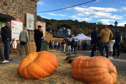 Las calabazas de grandes dimensiones acaparan toda la atención.