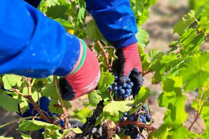 Uvas Mencía recogidas en la vendimia de este año