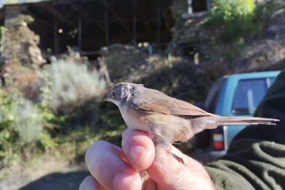 La reserva de aves de Palacios de Compludo celebra sus primeros 25 años