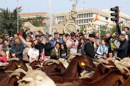 Fiesta de la trashumancia en Madrid en 2023, a su paso por Cibeles, cuando se cumplió el 30 aniversario.