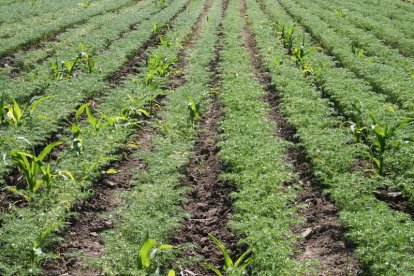 Garbanzos de la variedad pico pardal en una explotación de la provincia.