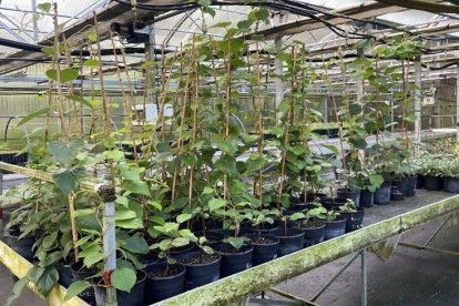 Plantas y árboles donados por el vivero de la Ciuden a Sancedo.