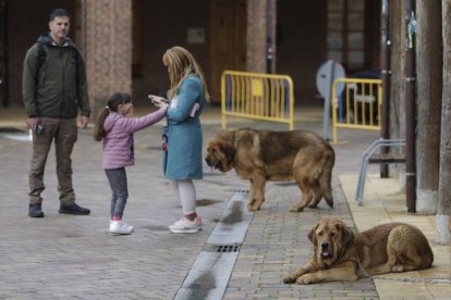 Campeonato de mastín en Mansilla de las Mulas 2024.