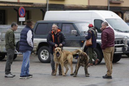 Campeonato de mastín en Mansilla de las Mulas 2024.