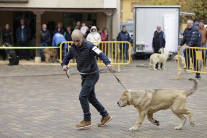 Campeonato de mastín en Mansilla de las Mulas 2024.