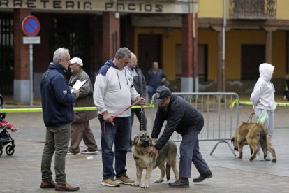 Campeonato de mastín en Mansilla de las Mulas 2024.