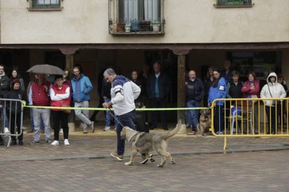 Campeonato de mastín en Mansilla de las Mulas 2024.