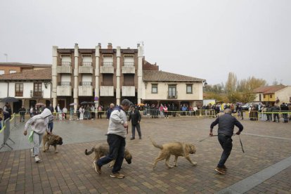 Campeonato de mastín en Mansilla de las Mulas 2024.