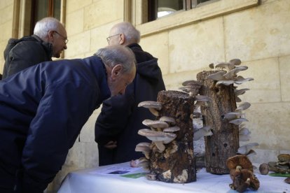 Exposición de setas de la Sociedad Micológica San Jorge. F. Otero Perandones.