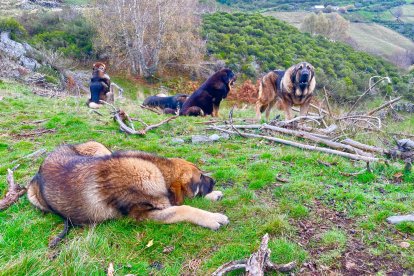 Mastines, guardianes del ganado en Caboalles de Abajo