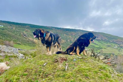 Mastines, guardianes del ganado en Caboalles de Abajo