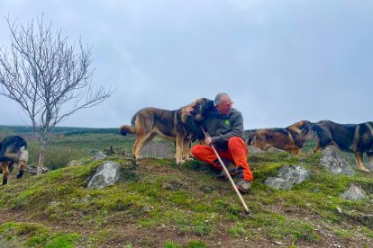 Mastines, guardianes del ganado en Caboalles de Abajo