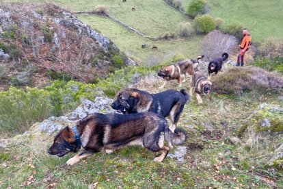 Mastines, guardianes del ganado en Caboalles de Abajo