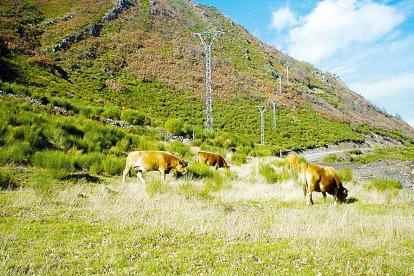 Varias vacas pastan en un paraje de Laciana
