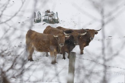 Nieve en Babia