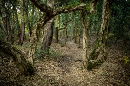 El bosque de alcornoques de Cobrana (Congosto)