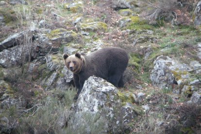 Ejemplar de oso pardo en la cordillera.