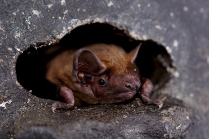 Imagen de un murciélago nóctulo común. Crédito: Kamran Safi / Max Planck Institute of Animal Behavior/SOLO USO EDITORIAL