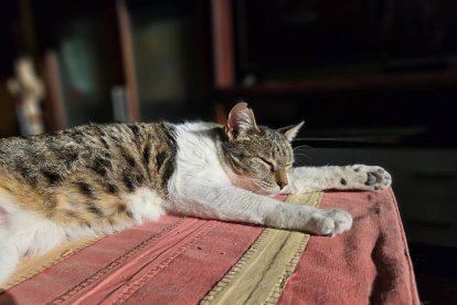 Cleti, la gata que se quedó sola en una colonia de callejeros.