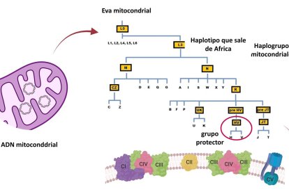 Algunas variantes genéticas presentes en el ADN de las poblaciones europeas podría ofrecer protección frente a formas graves del covid-19, según ha comprobado un equipo internacional de investigadores liderado por científicos españoles. Imagen facilitada por el Instituto de Salud Carlos III.