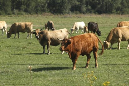 El ganado bovino supone uno de los pilares más importantes de la ganadería extensiva en la provincia.