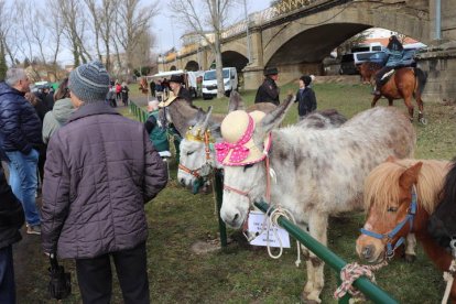 Feria de San Blas en Gradefes.