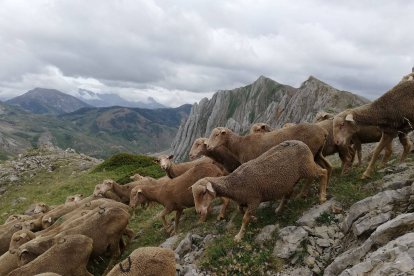 Un rebaño de ovejas en un monte de Babia.