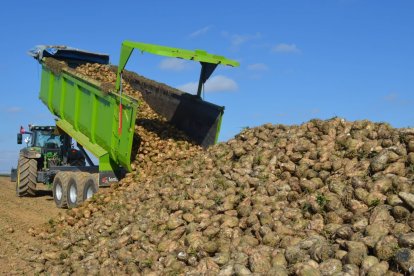 Recogida de remolacha en una finca de Payuelos en esta campaña.