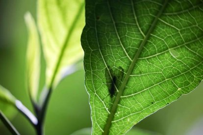 Fotografía de un insecto sobre una hoja en un bosque.