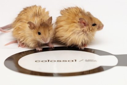 Dos ratones con pelo de mamut. Fotografía cedida por Colosssal Biosciences. EFE