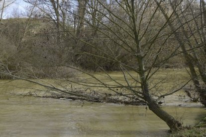 El río Cea, a su paso por Sahagún, ayer mismo.