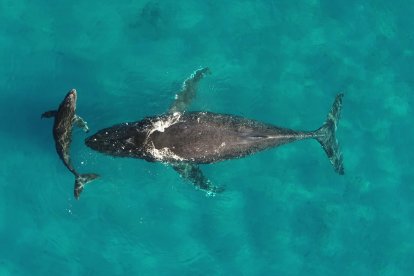 Madre y cría de ballena jorobada. Crédito: Martin van Aswegen, permiso 21476 de la National Oceanic and Atmospheric Administration (NOAA)