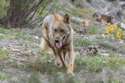 Un lobo ibérico en la Sierra de la Culebra.