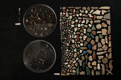 Piezas de plástico halladas en un ave cuyo cerebro muestra signos parecidos al alzhéimer.