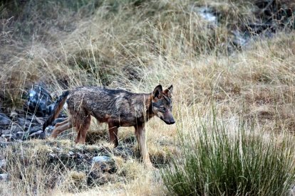 Un lobo merodeando por la montaña de Riaño