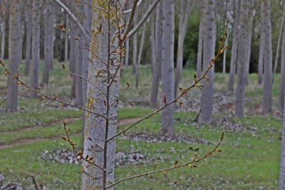 Una chopera en León.