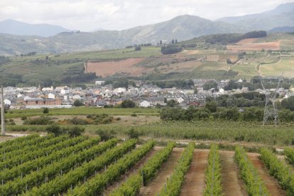 Viñedos cercanos a Cacabelos, donde se ubica el chalé.