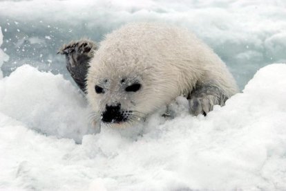 Una cría de foca que regresa al hielo tras estar en el agua.