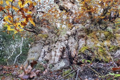 Castaño de Valiña (Toral de los Vados), árbol monumental del Bierzo que sigue vivo después de varios siglos de su plantación y que llegó a dar refugio a humanos.