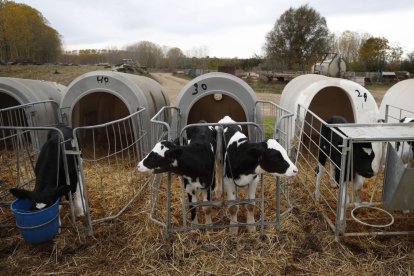 Explotación de vacuno de leche en Villavidel en una imagen de archivo.