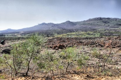 Montes afectados por el incendio de Castrocontrigo de 2012.