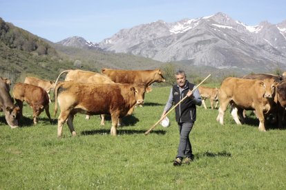 Un ganadero junto a sus reses en los montes del valle del Valdeburón.